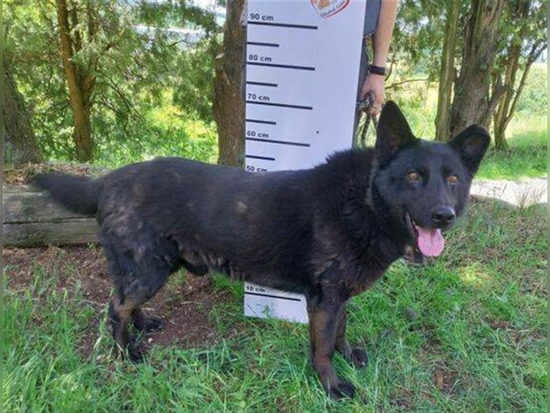 Schäferhund-Mischling ADAM musste bisher sein Leben an der Kette verbringen