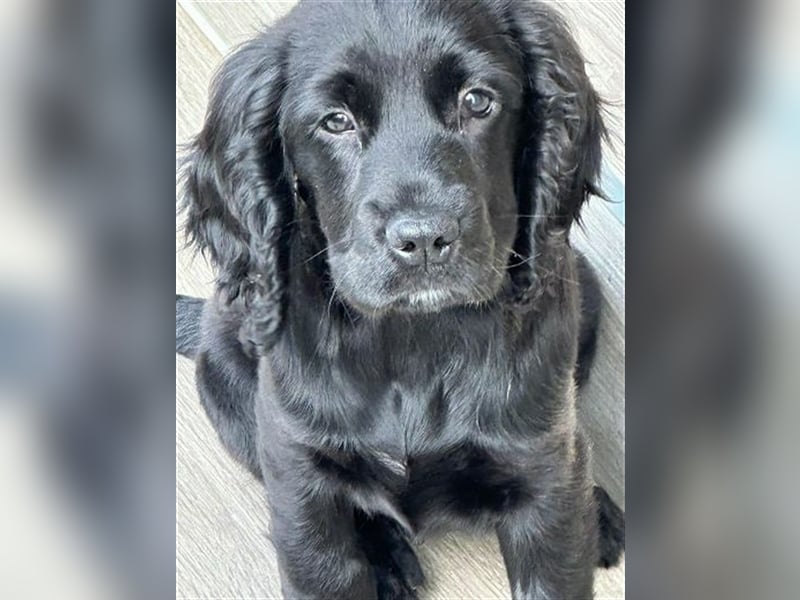 Diesel, Cockerspaniel Mischling