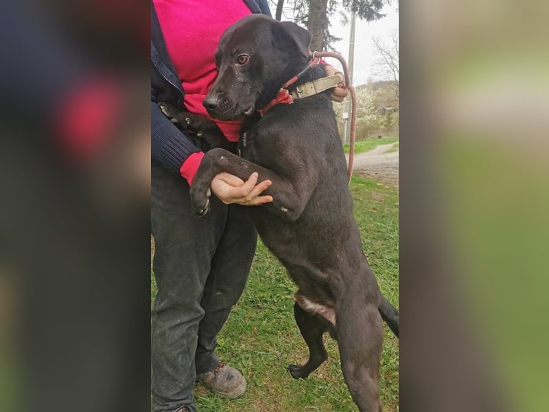 Idar, Dobermann Labrador Mischling