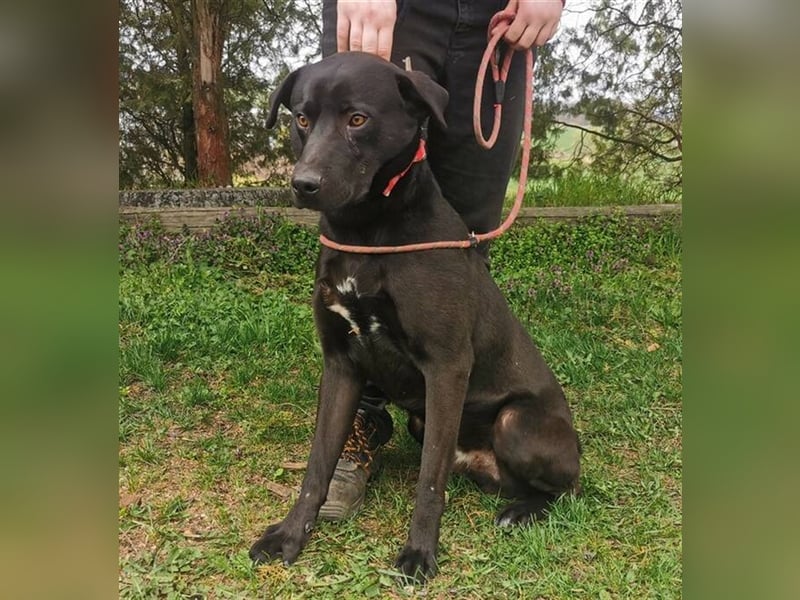 Idar, Dobermann Labrador Mischling