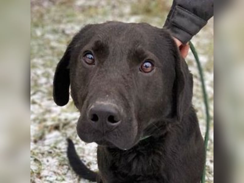 Romeo, Labrador Mischling