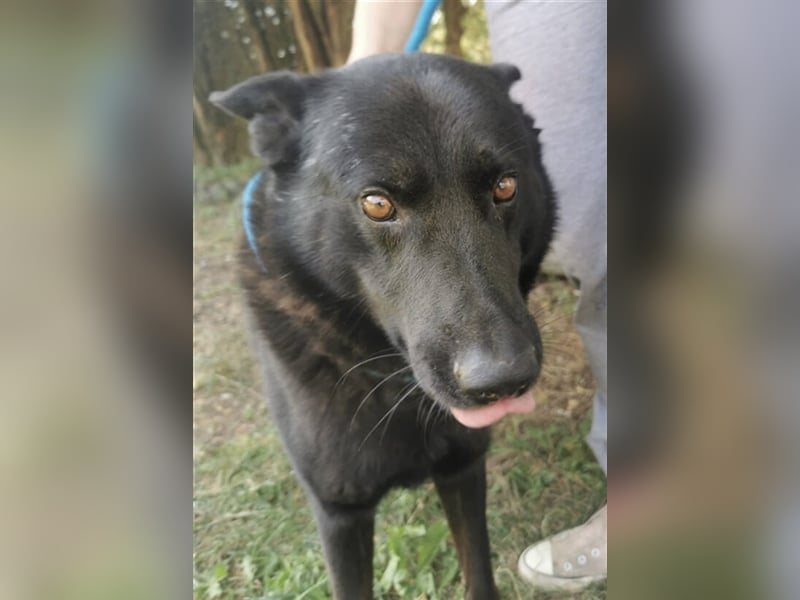 Schäferhund-Mischling ADAM musste bisher sein Leben an der Kette verbringen