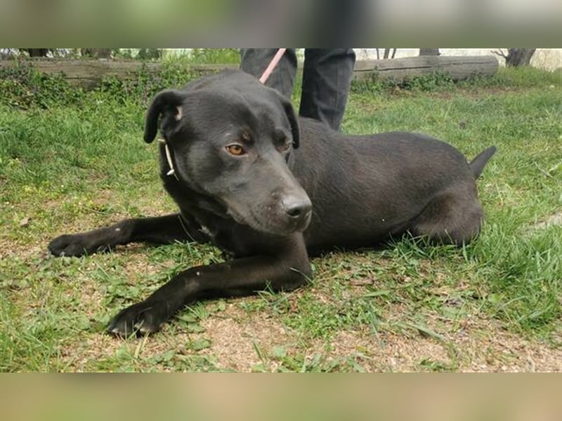 Idar, Dobermann Labrador Mischling