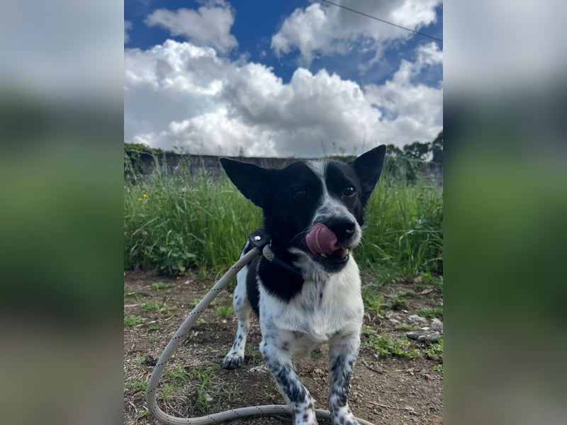 Fitter "Pico" sucht sein Plätzchen