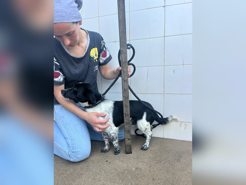 Fitter "Pico" sucht sein Plätzchen