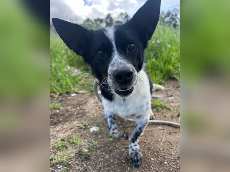 Fitter "Pico" sucht sein Plätzchen