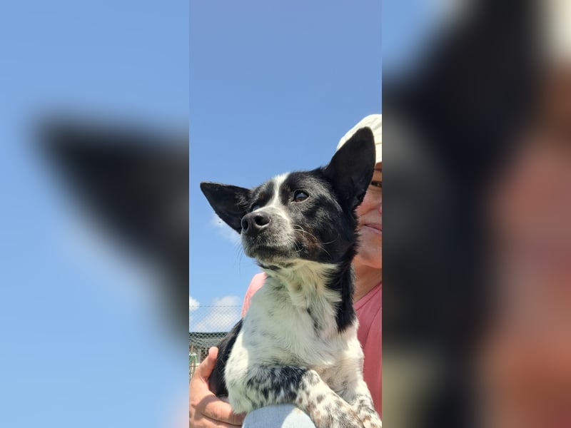 Fitter "Pico" sucht sein Plätzchen
