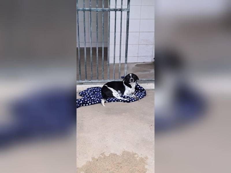 Fitter "Pico" sucht sein Plätzchen