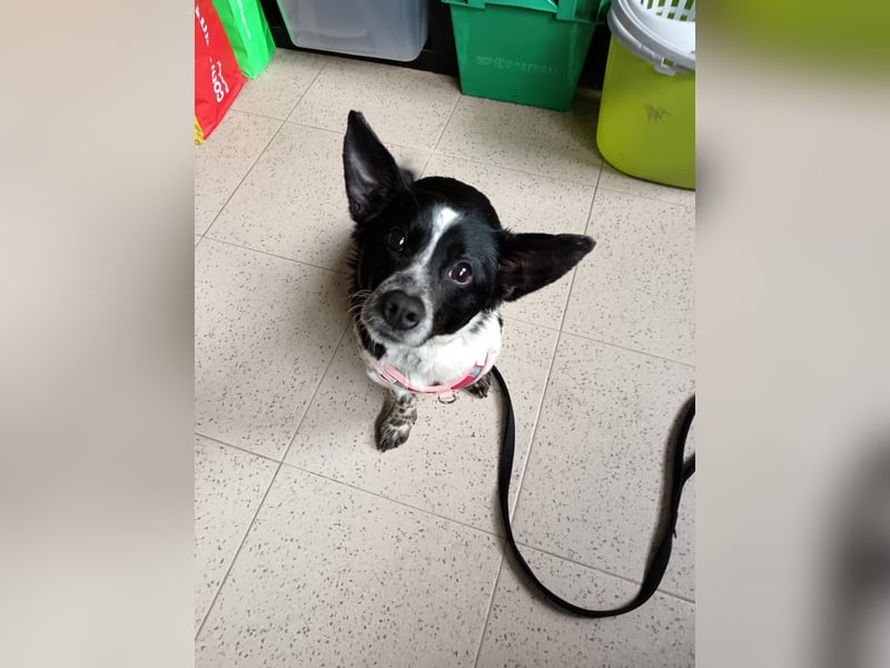 Fitter "Pico" sucht sein Plätzchen