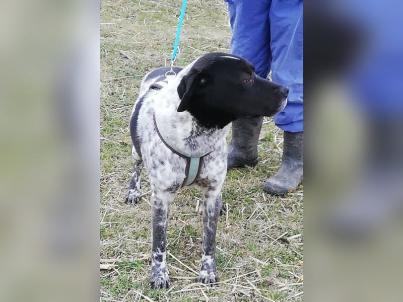 Odin - 4 Jahre - wunderschöner Rüde