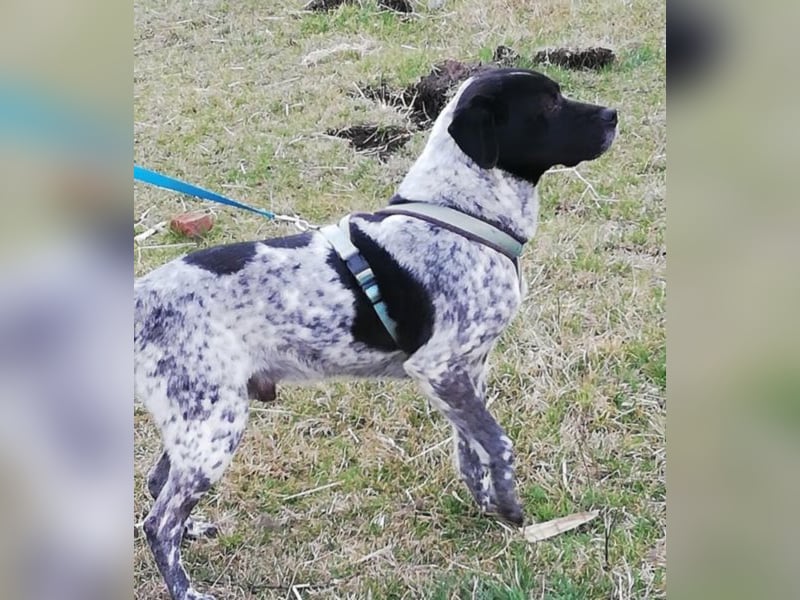 Odin - 4 Jahre - wunderschöner Rüde