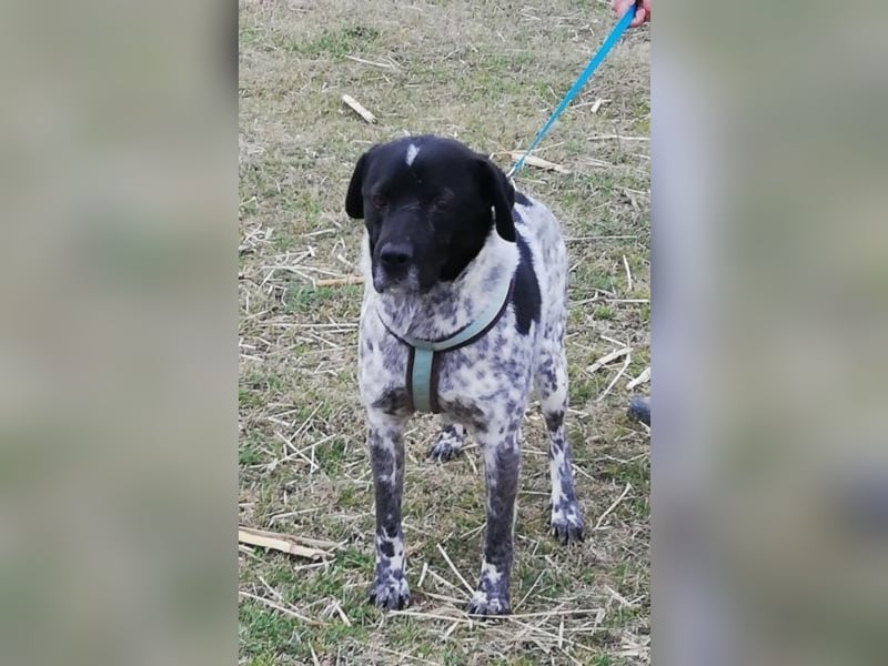 Odin - 4 Jahre - wunderschöner Rüde
