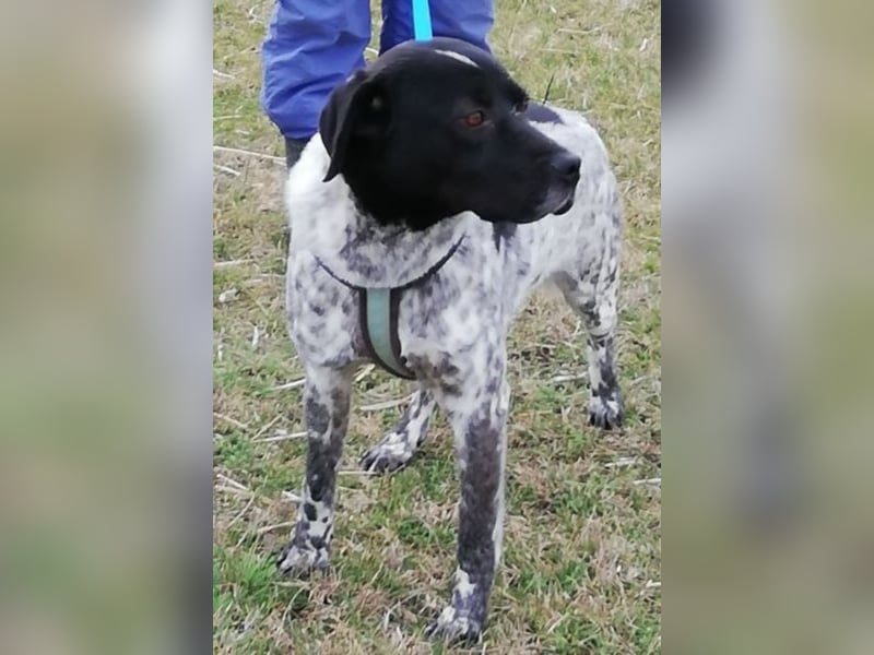 Odin - 4 Jahre - wunderschöner Rüde