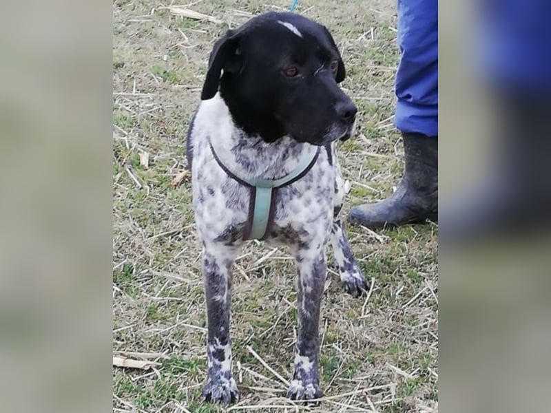 Odin - 4 Jahre - wunderschöner Rüde