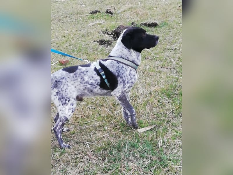 Odin - 4 Jahre - wunderschöner Rüde