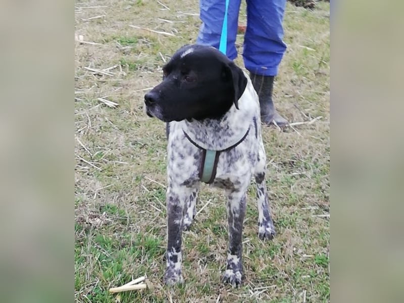 Odin - 4 Jahre - wunderschöner Rüde