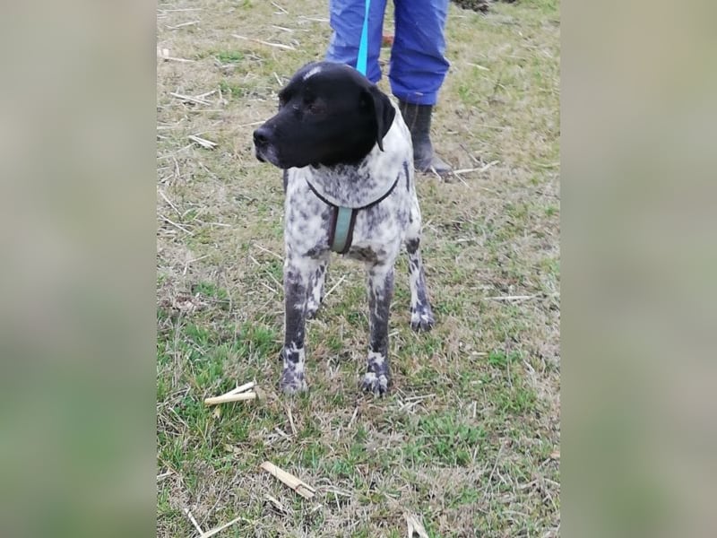 Odin - 4 Jahre - wunderschöner Rüde