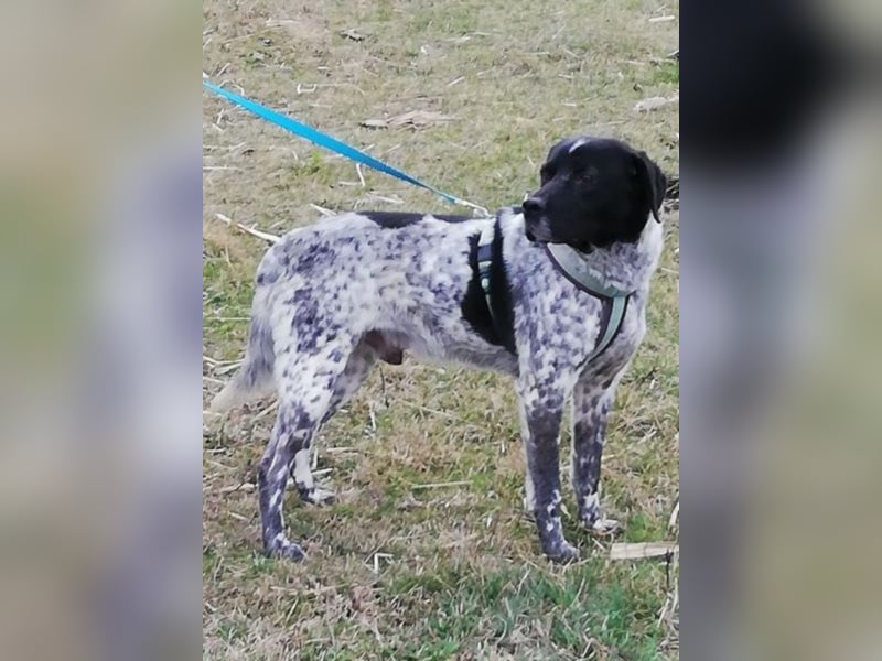 Odin - 4 Jahre - wunderschöner Rüde