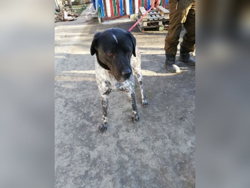 Odin - 4 Jahre - wunderschöner Rüde