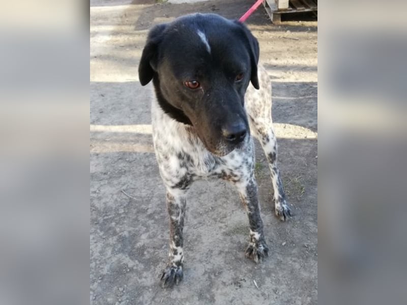 Odin - 4 Jahre - wunderschöner Rüde