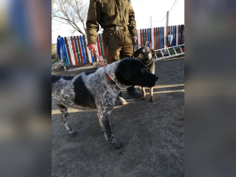 Odin - 4 Jahre - wunderschöner Rüde