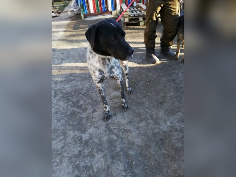 Odin - 4 Jahre - wunderschöner Rüde