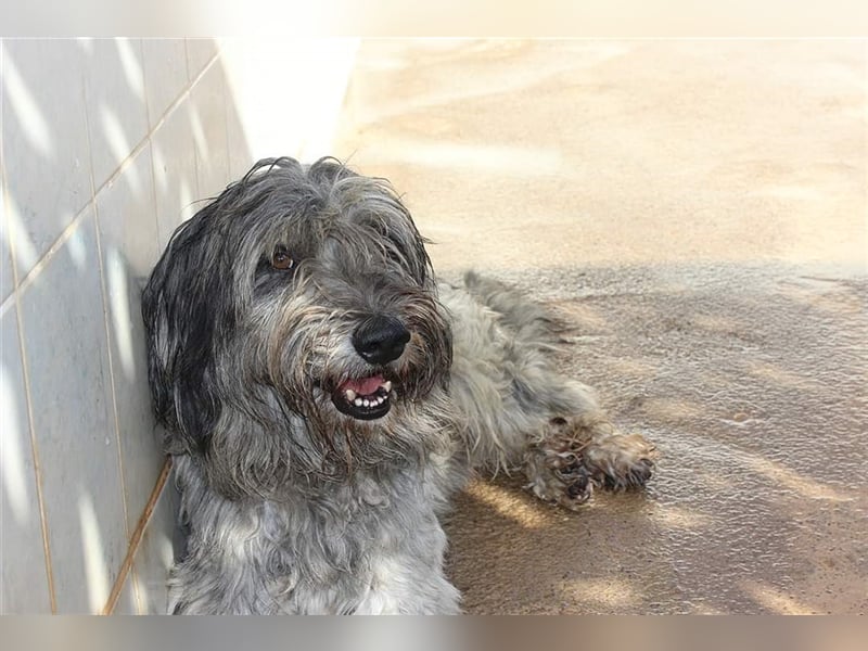 Lilo,  wunderbarer Gos d átura Catalan Mix, liebevoll und zugewandt