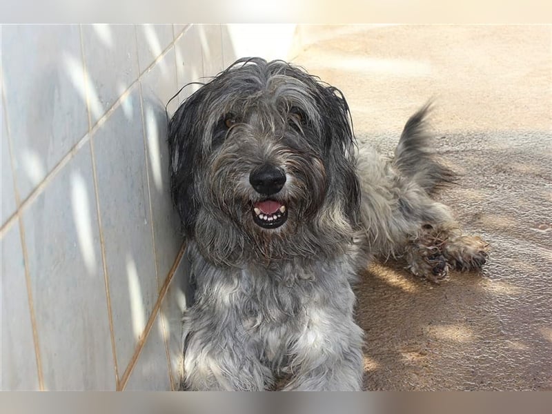Lilo,  wunderbarer Gos d átura Catalan Mix, liebevoll und zugewandt