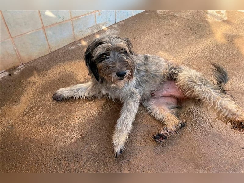 Lilo,  wunderbarer Gos d átura Catalan Mix, liebevoll und zugewandt