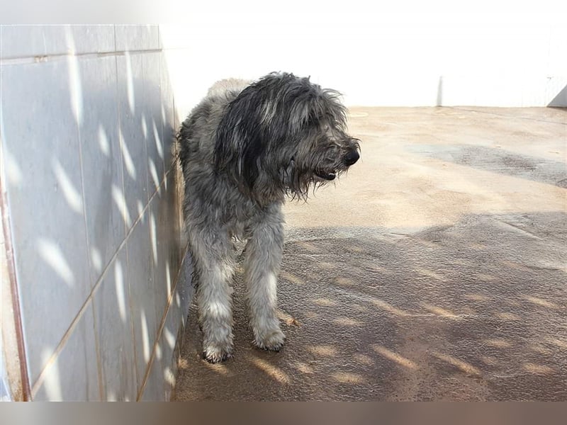 Lilo,  wunderbarer Gos d átura Catalan Mix, liebevoll und zugewandt