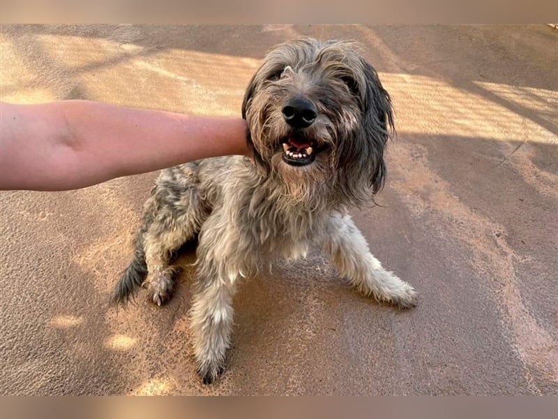 Lilo,  wunderbarer Gos d átura Catalan Mix, liebevoll und zugewandt