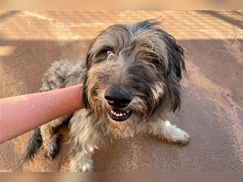Lilo,  wunderbarer Gos d átura Catalan Mix, liebevoll und zugewandt