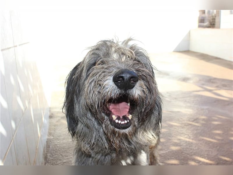 Lilo,  wunderbarer Gos d átura Catalan Mix, liebevoll und zugewandt