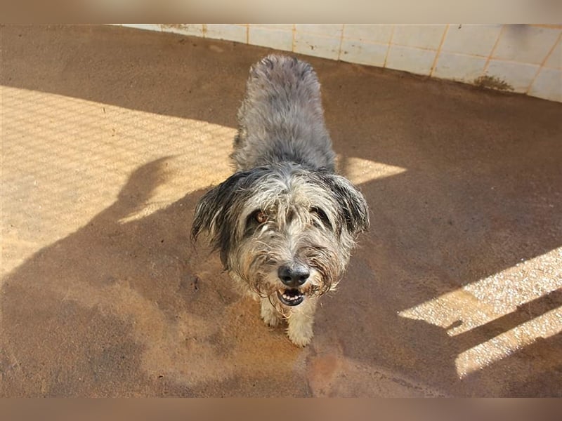 Lilo,  wunderbarer Gos d átura Catalan Mix, liebevoll und zugewandt