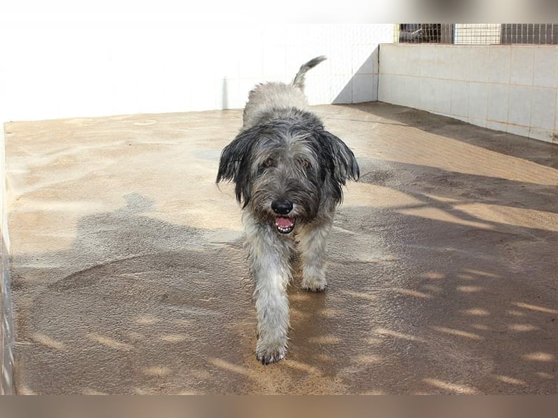 Lilo,  wunderbarer Gos d átura Catalan Mix, liebevoll und zugewandt