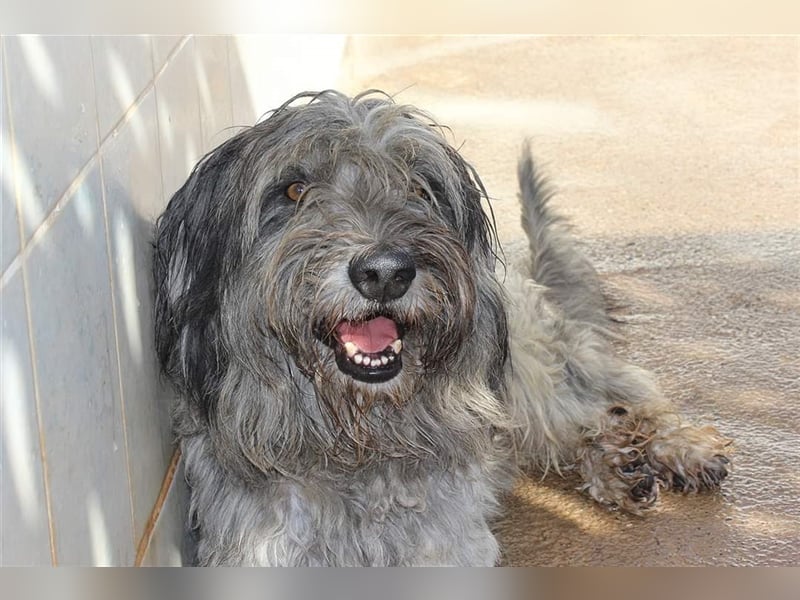 Lilo,  wunderbarer Gos d átura Catalan Mix, liebevoll und zugewandt