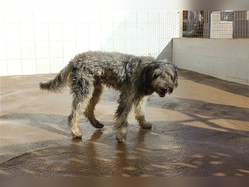 Lilo,  wunderbarer Gos d átura Catalan Mix, liebevoll und zugewandt
