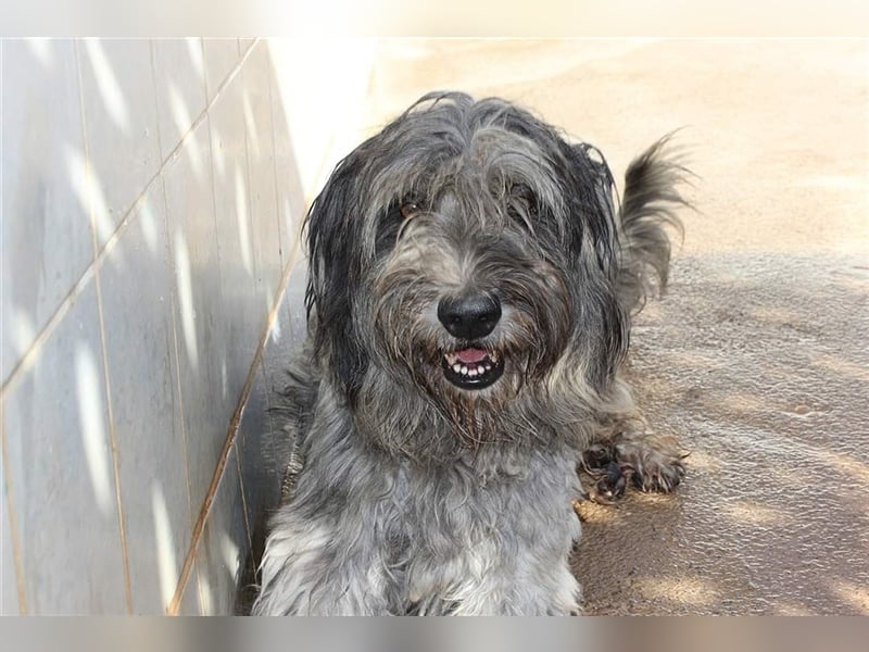 Lilo,  wunderbarer Gos d átura Catalan Mix, liebevoll und zugewandt