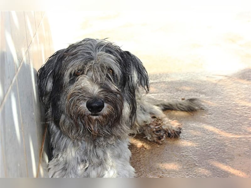 Lilo,  wunderbarer Gos d átura Catalan Mix, liebevoll und zugewandt