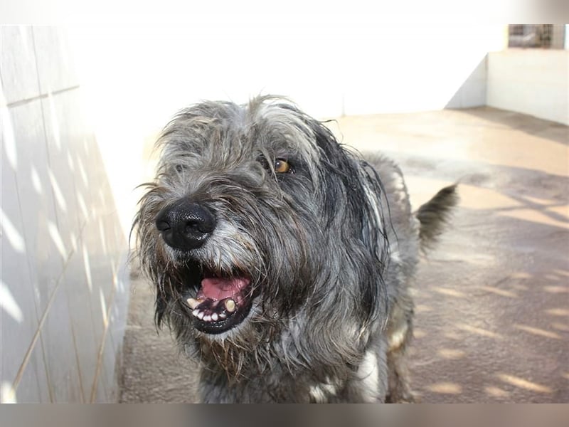 Lilo,  wunderbarer Gos d átura Catalan Mix, liebevoll und zugewandt