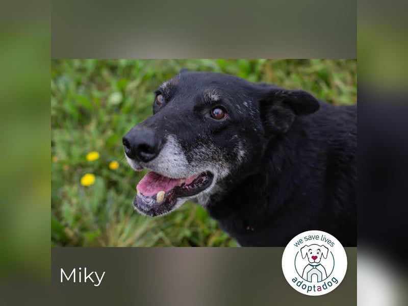 Miky: Sucht dich!