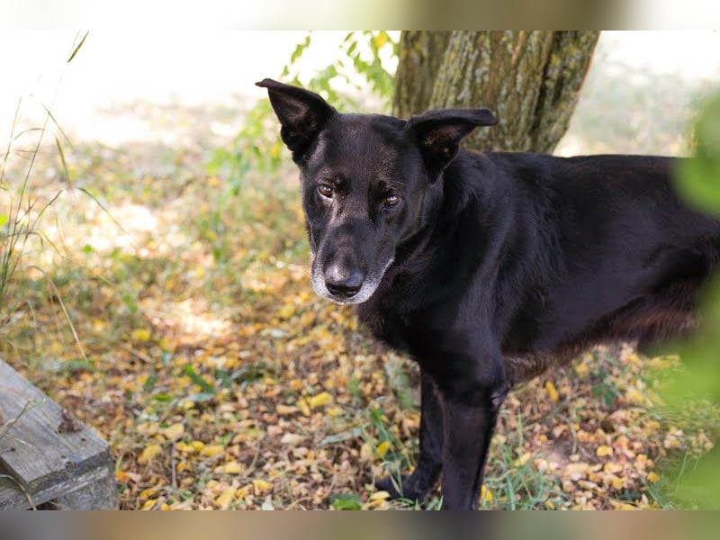 Mino: Stark, treu und voller Liebe