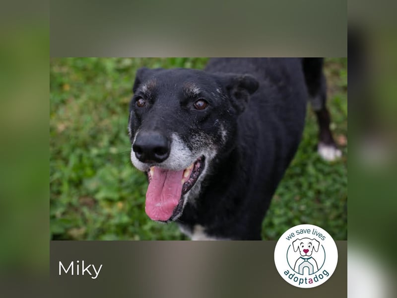 Miky: Sucht dich!