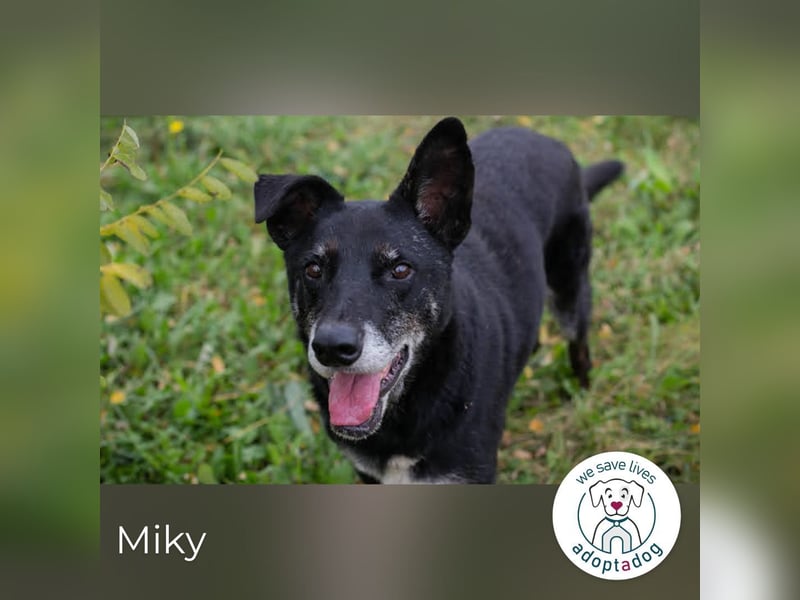 Miky: Sucht dich!