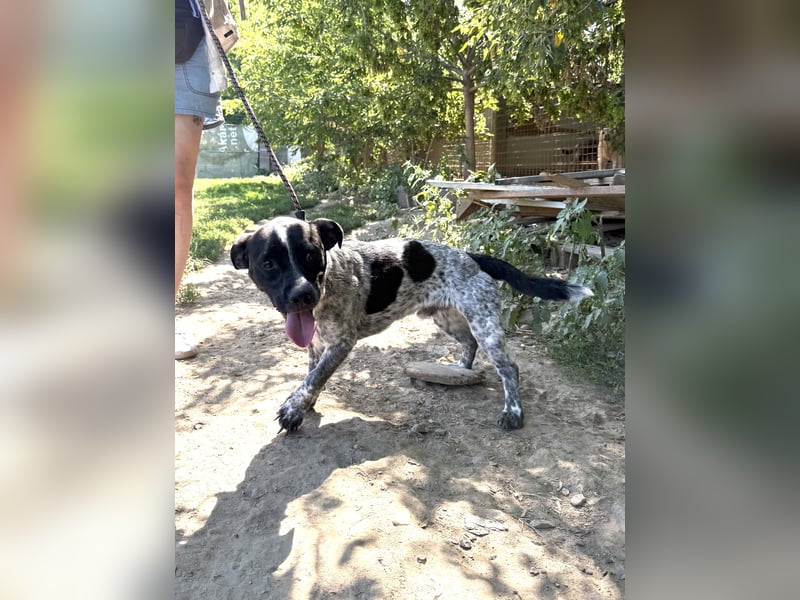 Rocky: lieb, fröhlich, Sonnenschein!