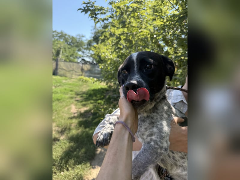 Rocky: lieb, fröhlich, Sonnenschein!