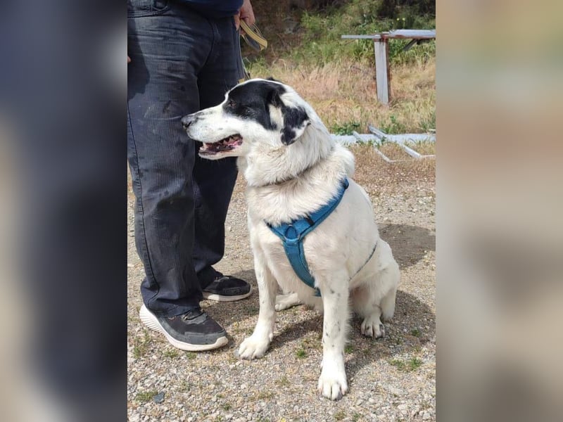 Rocky möchte eine 2.Chance für eine Familie haben