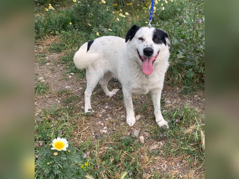Rocky möchte eine 2.Chance für eine Familie haben