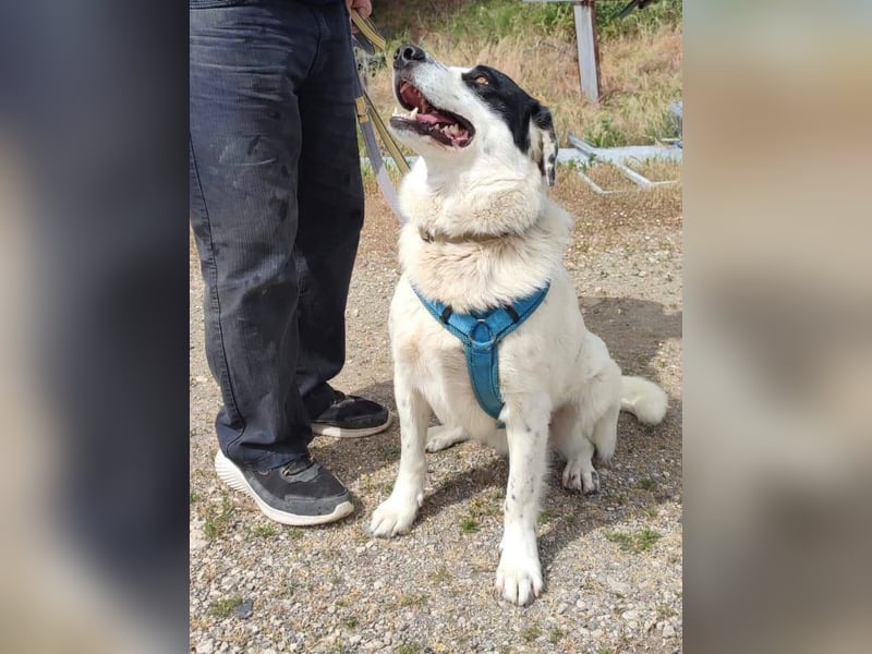 Rocky möchte eine 2.Chance für eine Familie haben