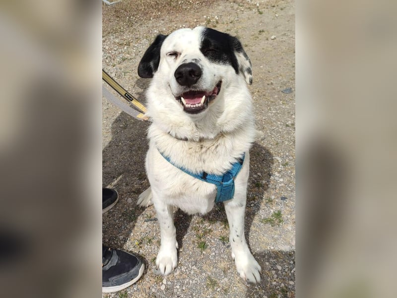 Rocky möchte eine 2.Chance für eine Familie haben